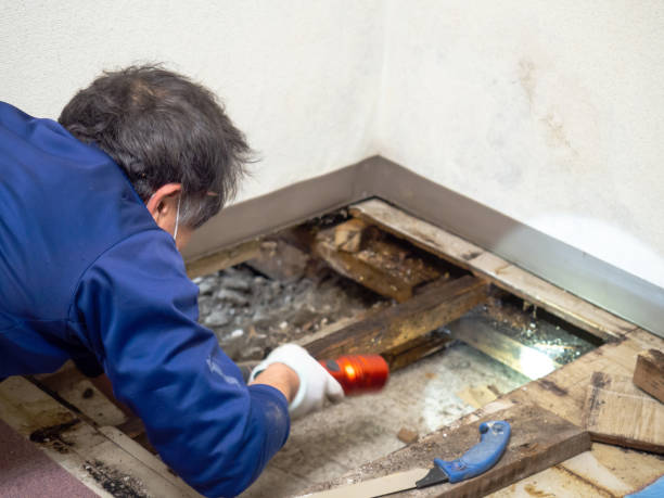 Three Rivers, TX Mold Removal Company