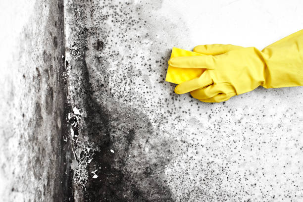 Best Local Mold Removal Service  in Three Rivers, TX