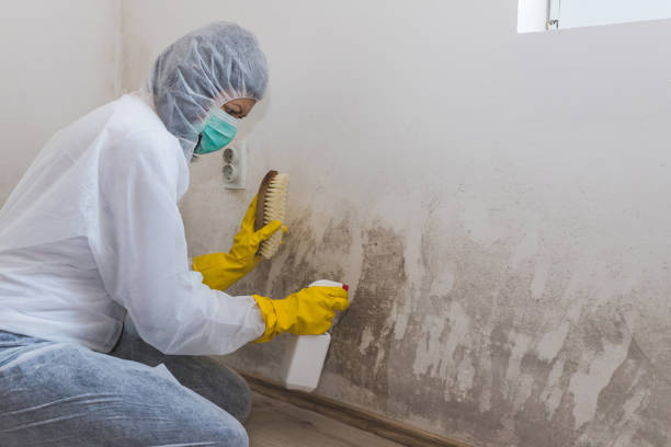 Best Same-Day Mold Removal  in Three Rivers, TX