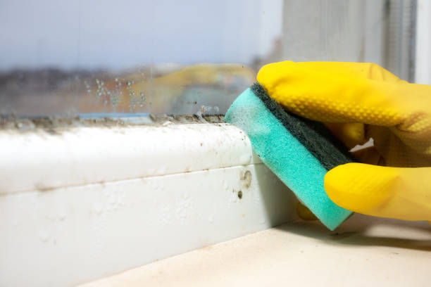 Best Office Mold Removal Services  in Three Rivers, TX