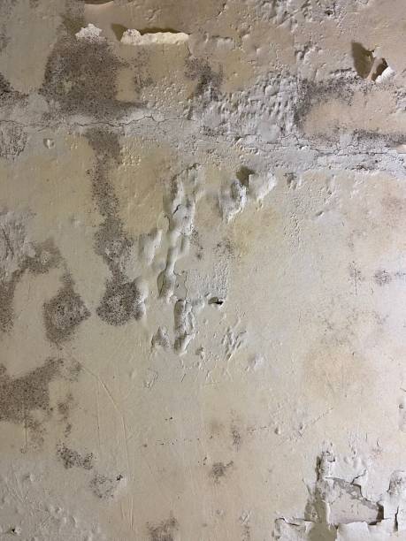 Best Home Mold Removal  in Three Rivers, TX