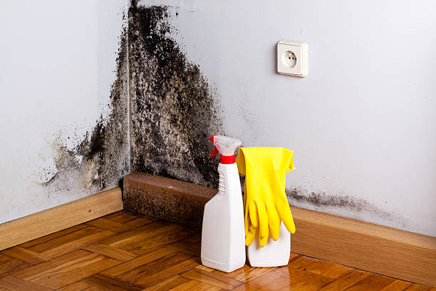 Best Black Mold Removal  in Three Rivers, TX