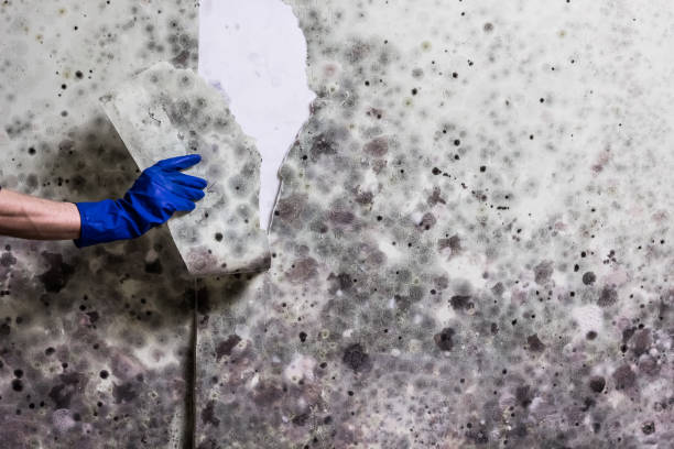 Best Crawl Space Mold Removal  in Three Rivers, TX