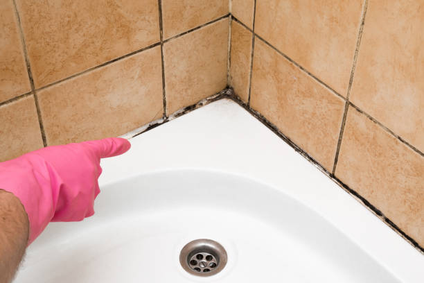 Best Mold Damage Repair  in Three Rivers, TX