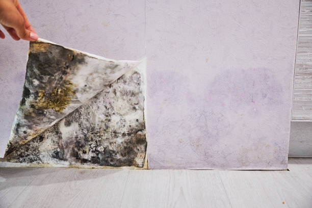Best Mold Removal Specialists  in Three Rivers, TX